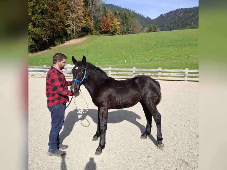 Noriker Stute 1 Jahr Rappe in Werfenweng