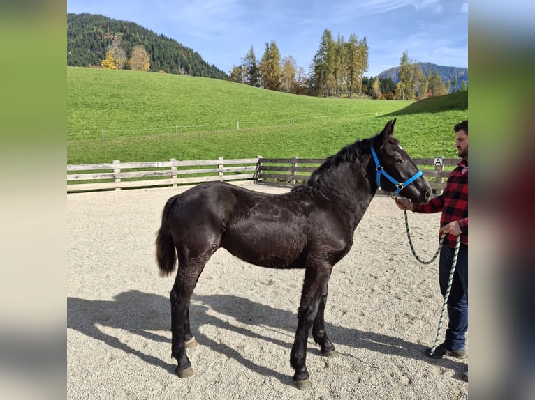 Noriker Stute 1 Jahr Rappe in Werfenweng