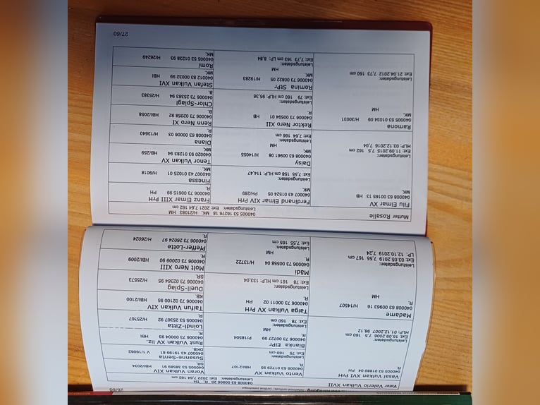 Noriker Stute 1 Jahr Rappe in Neumarkt