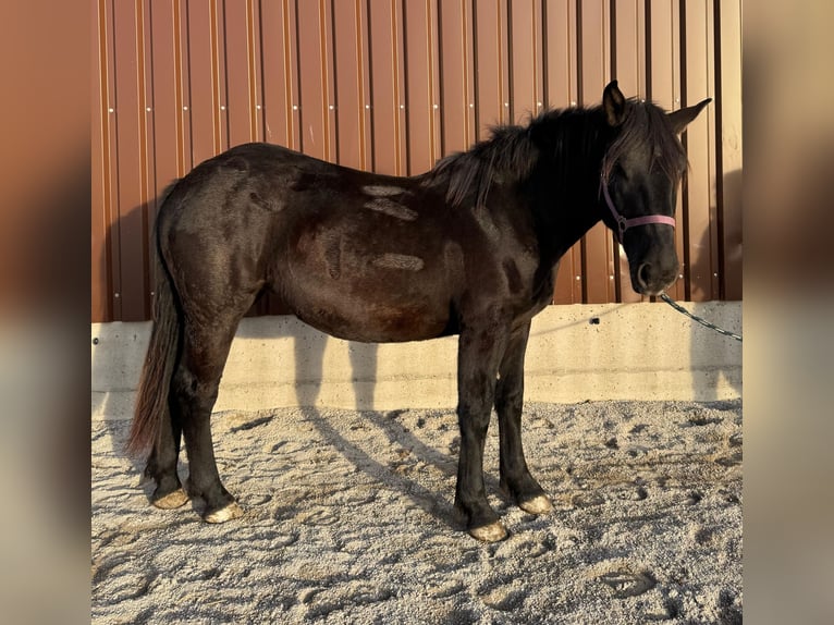 Noriker Stute 1 Jahr Rappe in Neumarkt
