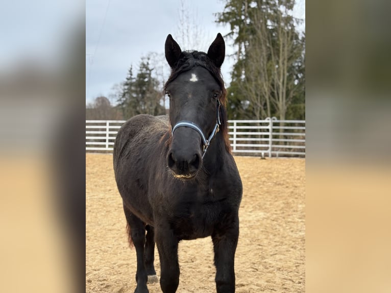 Noriker Stute 1 Jahr Rappe in Stiefenhofen