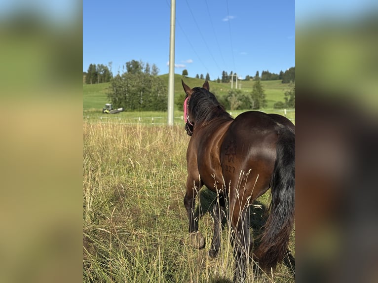 Noriker Stute 1 Jahr Rappe in Stiefenhofen