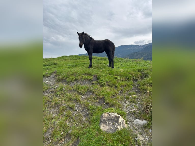 Noriker Stute 1 Jahr Rappe in Kaprun