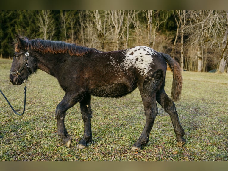 Noriker Stute 1 Jahr Tigerschecke in Hermagor