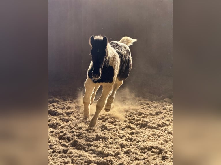 Noriker Stute 1 Jahr Tobiano-alle-Farben in Klettgau