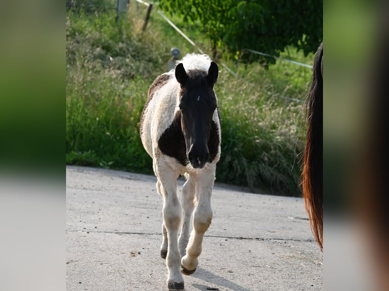 Noriker Stute 1 Jahr Tobiano-alle-Farben in Klettgau
