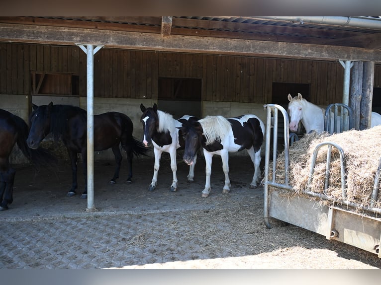 Noriker Stute 1 Jahr Tobiano-alle-Farben in Klettgau