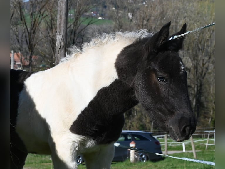 Noriker Stute 1 Jahr Tobiano-alle-Farben in Klettgau