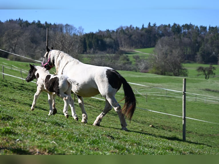 Noriker Stute 1 Jahr Tobiano-alle-Farben in Klettgau