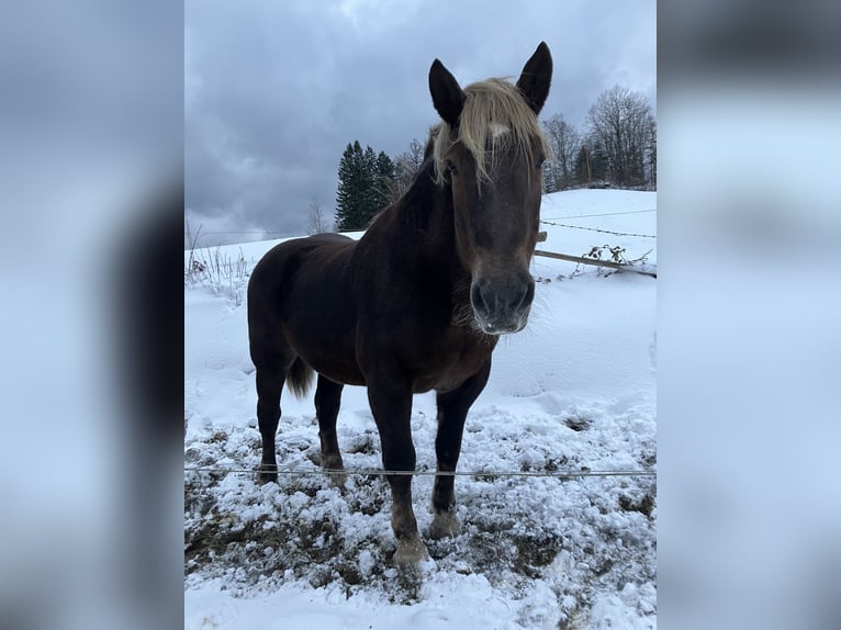 Noriker Stute 20 Jahre 162 cm Dunkelfuchs in St. Anton