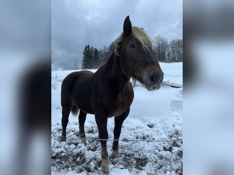 Noriker Stute 20 Jahre 162 cm Dunkelfuchs in St. Anton