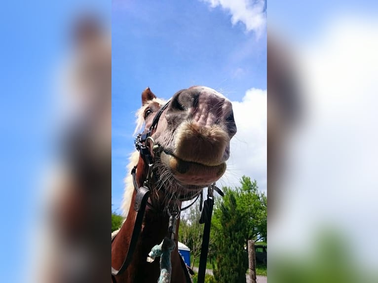 Noriker Stute 25 Jahre 165 cm Fuchs in Fluorn-Winzeln