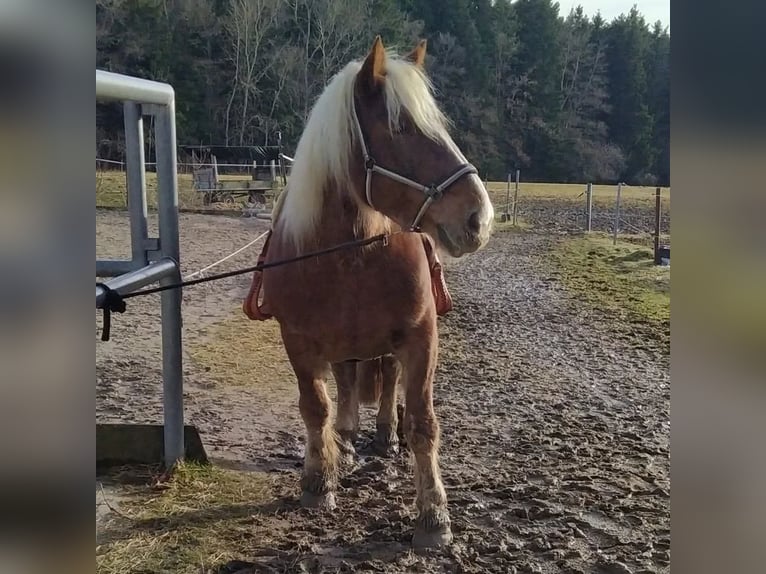 Noriker Stute 25 Jahre 165 cm Fuchs in Fluorn-Winzeln