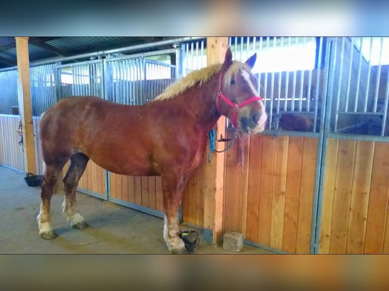 Noriker Stute 25 Jahre 165 cm Fuchs in Fluorn-Winzeln