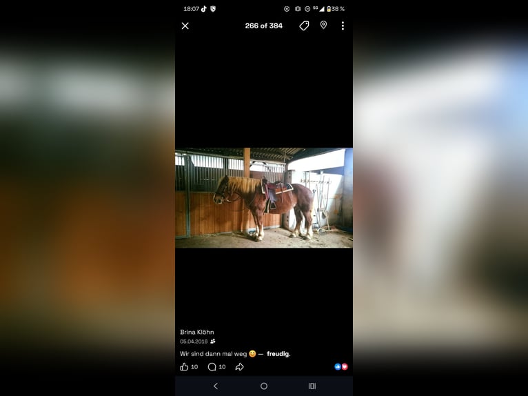 Noriker Stute 26 Jahre 165 cm Fuchs in Fluorn-Winzeln