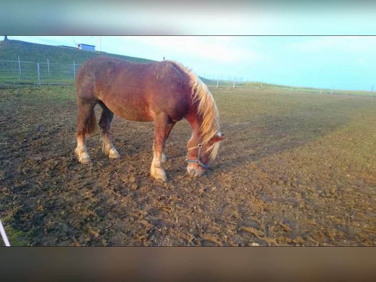 Noriker Stute 26 Jahre 165 cm Fuchs in Fluorn-Winzeln