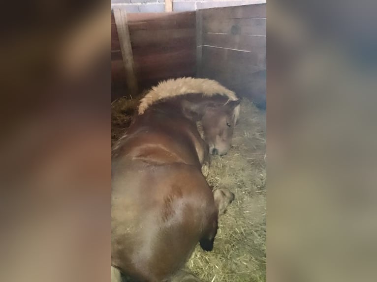 Noriker Stute 26 Jahre 165 cm Fuchs in Fluorn-Winzeln