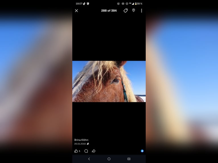 Noriker Stute 26 Jahre 165 cm Fuchs in Fluorn-Winzeln