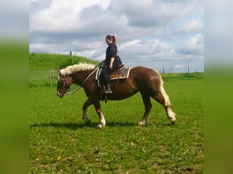 Noriker Stute 26 Jahre 165 cm Fuchs in Fluorn-Winzeln