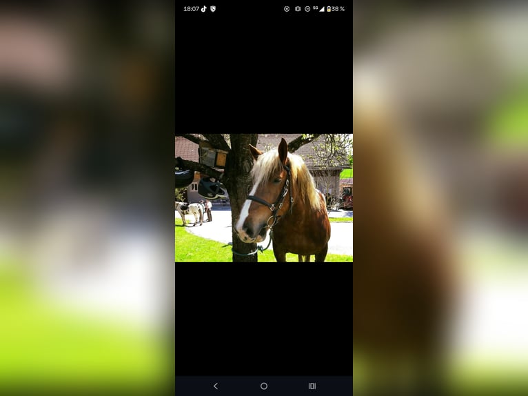 Noriker Stute 26 Jahre 165 cm Fuchs in Fluorn-Winzeln