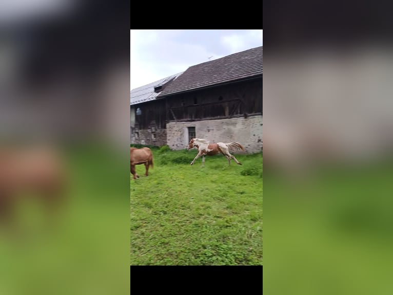 Noriker Stute 2 Jahre 145 cm Schecke in Aifersdorf