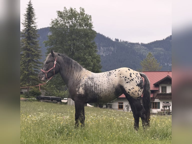 Noriker Stute 2 Jahre 148 cm Tigerschecke in Gosau