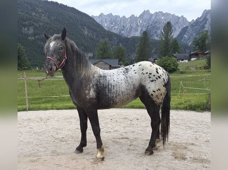 Noriker Stute 2 Jahre 148 cm Tigerschecke in Gosau