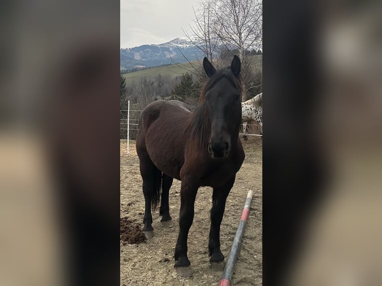Noriker Stute 2 Jahre 151 cm Rappe in St. Peter
