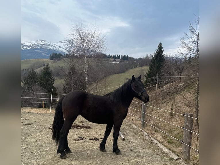 Noriker Stute 2 Jahre 151 cm Rappe in St. Peter