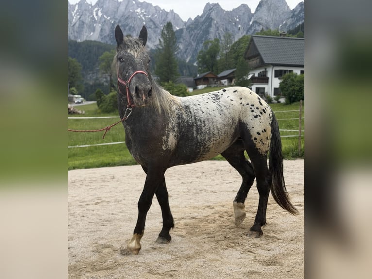 Noriker Stute 2 Jahre 155 cm Tigerschecke in Gosau