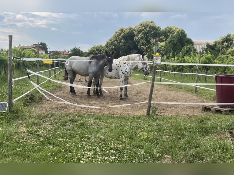 Noriker Stute 2 Jahre 160 cm Roan-Blue in Buttri@