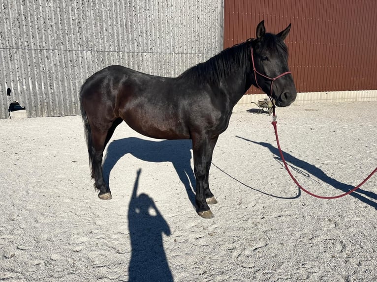 Noriker Stute 2 Jahre 162 cm Rappe in Neumarkt