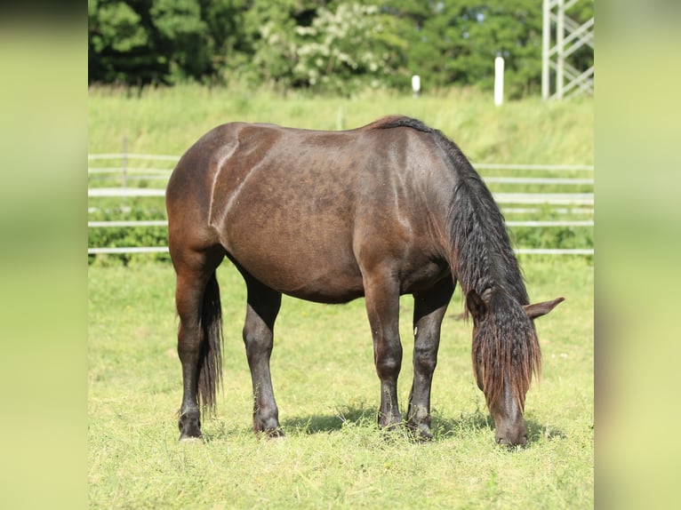 Noriker Stute 2 Jahre 163 cm Rappe in Waldshut-Tiengen