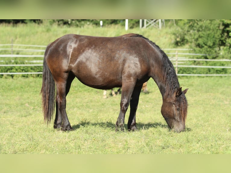 Noriker Stute 2 Jahre 163 cm Rappe in Waldshut-Tiengen
