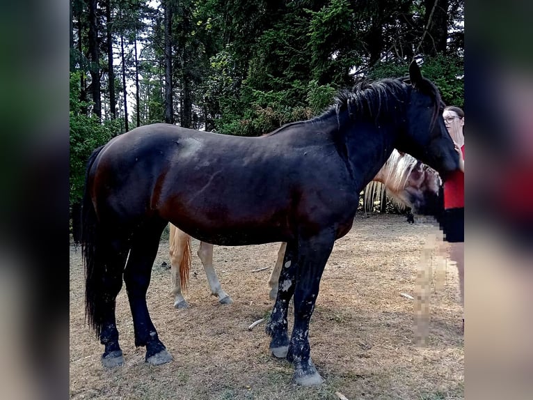 Noriker Stute 2 Jahre 164 cm Rappe in Feyregg