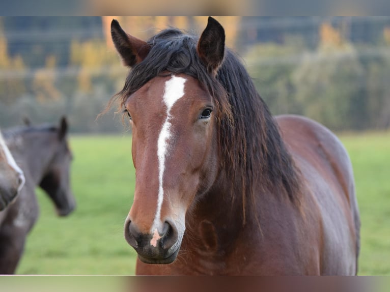 Noriker Stute 2 Jahre Brauner in Vorderberg
