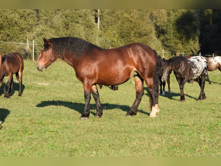 Noriker Stute 2 Jahre Brauner in Vorderberg