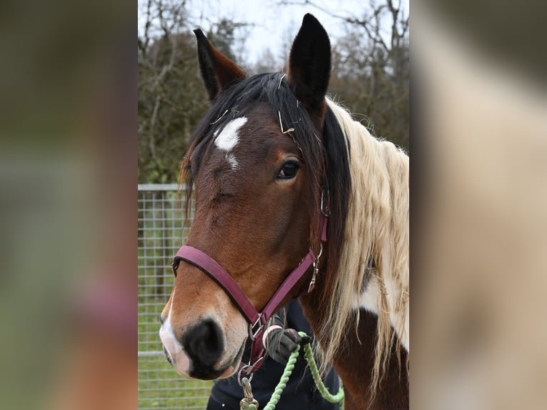 Noriker Stute 2 Jahre in Klettgau