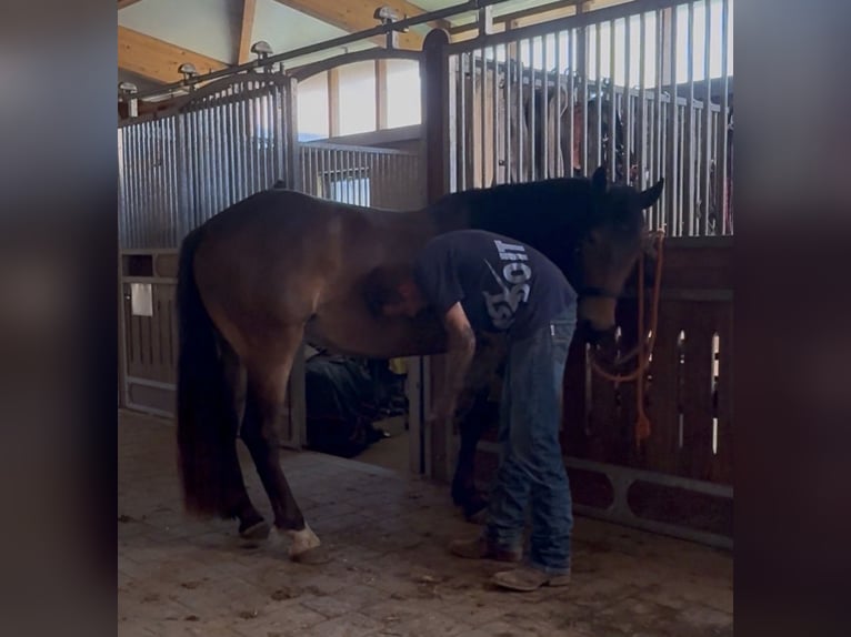 Noriker Stute 3 Jahre 147 cm Brauner in Achstetten