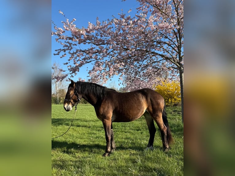 Noriker Stute 3 Jahre 147 cm Brauner in Achstetten