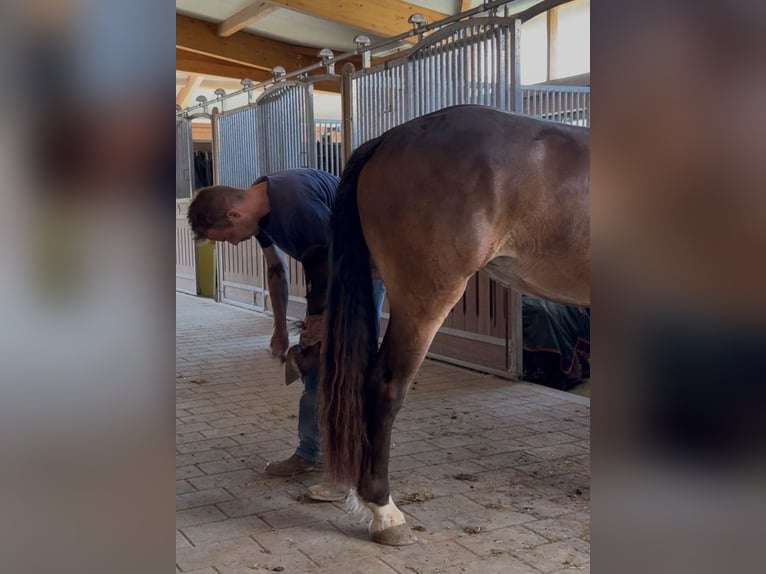Noriker Stute 3 Jahre 147 cm Brauner in Achstetten