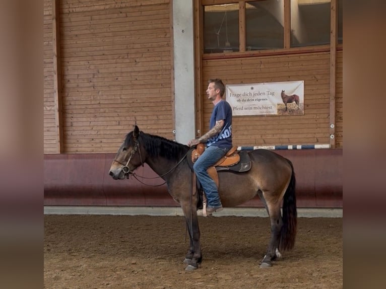 Noriker Stute 3 Jahre 147 cm Brauner in Achstetten