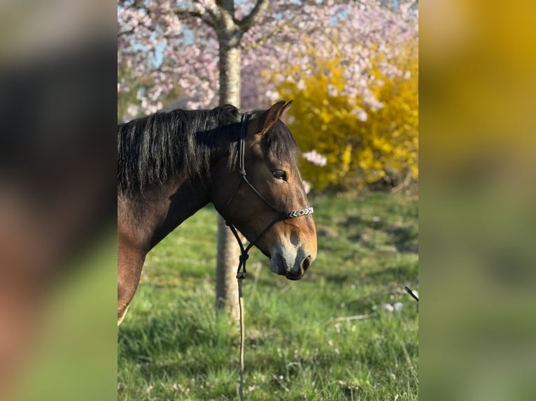 Noriker Stute 3 Jahre 147 cm Brauner in Achstetten