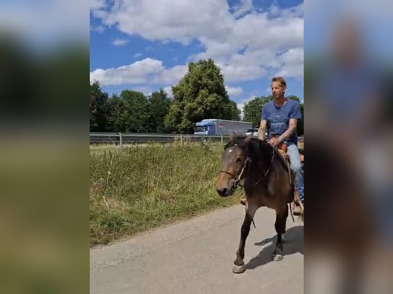 Noriker Stute 3 Jahre 147 cm Brauner in Achstetten