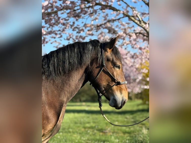 Noriker Stute 3 Jahre 147 cm Brauner in Achstetten