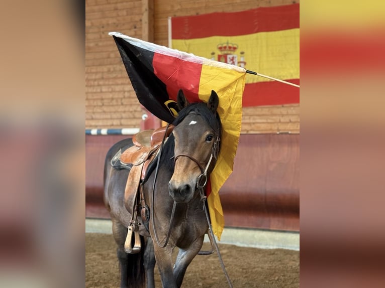 Noriker Stute 3 Jahre 147 cm Brauner in Achstetten