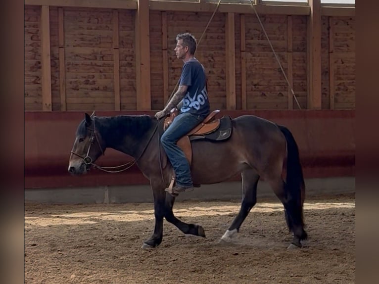 Noriker Stute 3 Jahre 147 cm Brauner in Achstetten