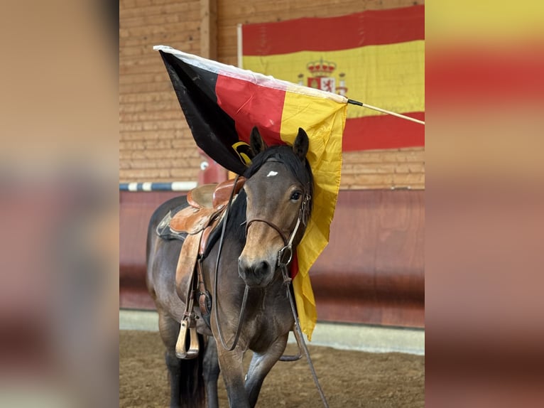 Noriker Stute 3 Jahre 150 cm Brauner in Achstetten