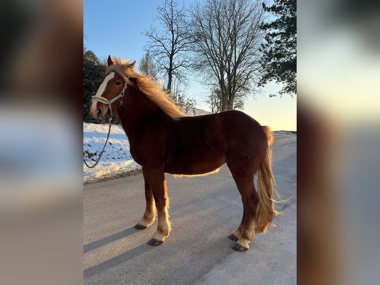Noriker Stute 3 Jahre 153 cm Fuchs in Allhaming