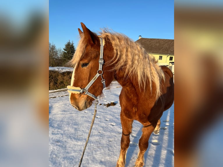Noriker Stute 3 Jahre 153 cm Fuchs in Allhaming